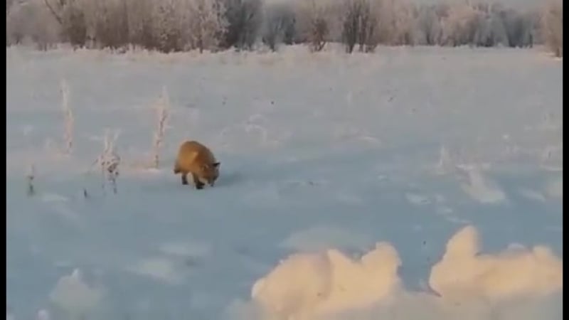 Накормили лису блинами