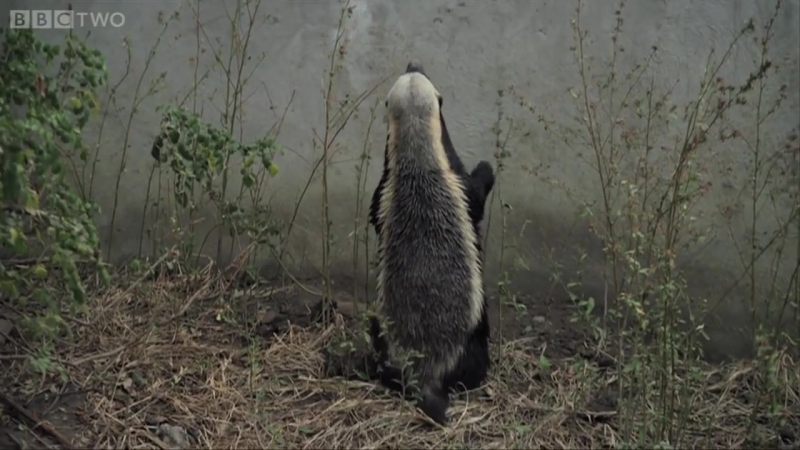 Барсуки поумнее некоторых людей
