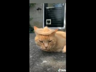 Милая шляпа