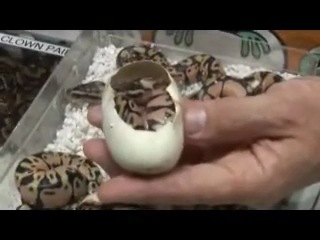 Nerd и куча комбинационных морф региусов)))