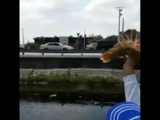 Завели себе питомца (vhs video)