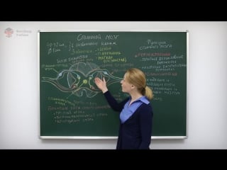 Анатомия и физиология человека строение спинного мозга человека центр онлайн обучения «фоксфорд»