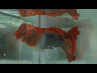 King koi (guppy show 2019 )