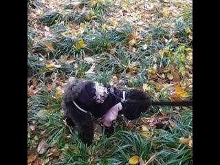 [video] 191124 tobenstagram instagram update