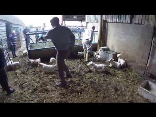 Working sealyham terrier club