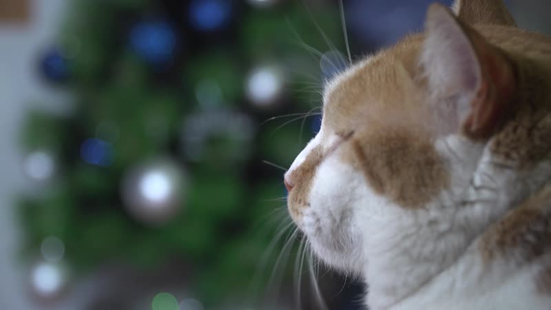 Мостик наряжает елку