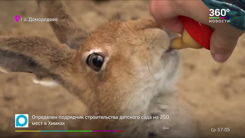 Внучка деда мазая жительница домодедова спасает диких зайцев