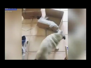 Greedy cat doesnt want to share all the boxes with pug dog