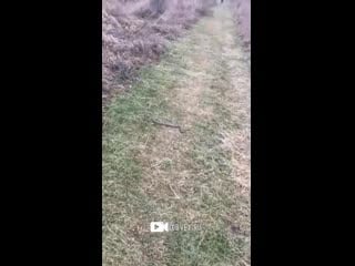 Доберман порвал змею