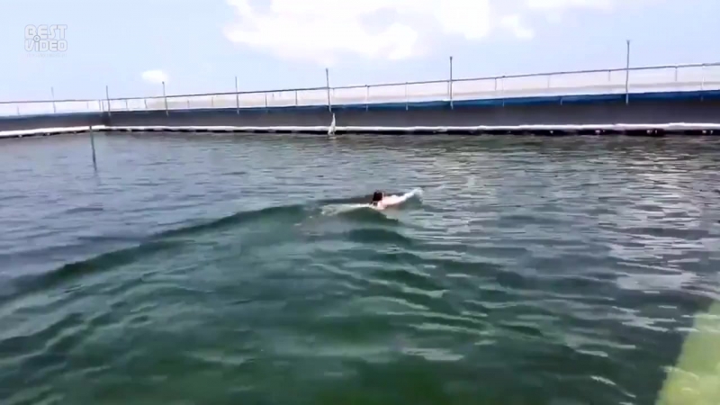 Плавает с дельфином