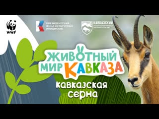Молодые мир кааза каазская серна