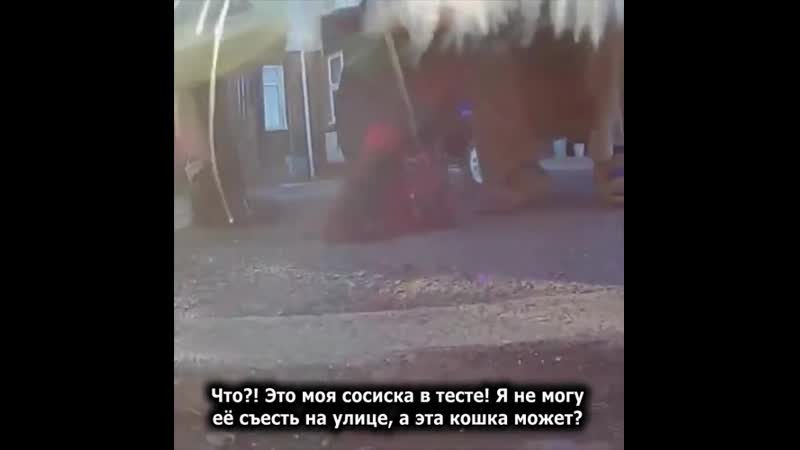 Кошка принесла домой вставную челюсть поэтому хозяйка решила узнать, где она её взяла, и проверила камеру, которая висит у пито