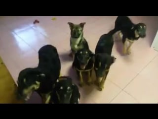 Малышня растёт и хочет домой