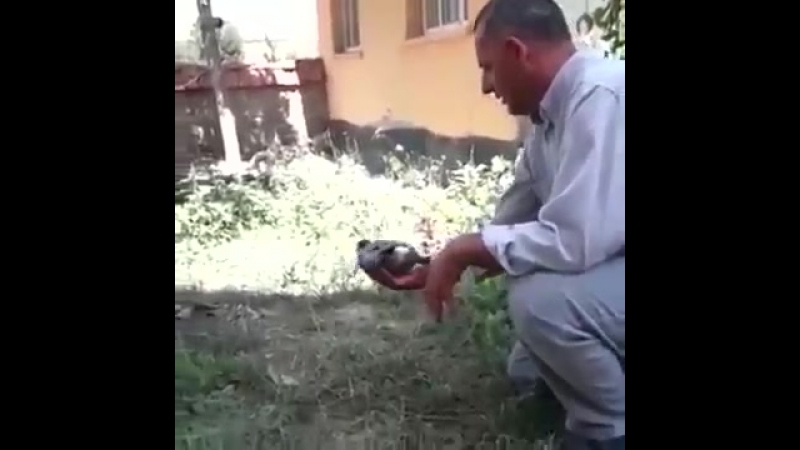 Кот устраивает засаду детенышу голубя (cat ambush a baby pigeon)