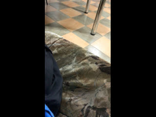 Live нега сени севдим