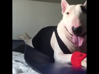 Video by bullterrier hub mp4