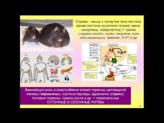 Дубынин вячеслав мозг и голод почему нас радует еда