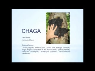 David wolfe presents chaga king of the medicinal mushrooms | чага