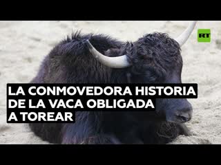 Un refugio para los toros criados para las corridas en españa