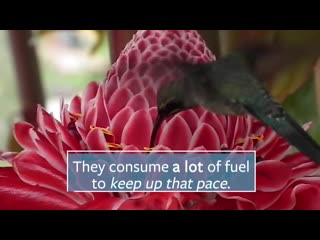 Hummingbirds bills can do more than sip nectar