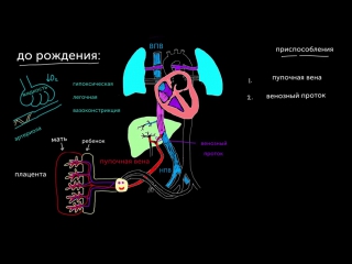 Кровообращение плода непосредственно перед рождением [720p]