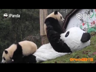 Keeper wears panda costume to interact with cubs to protect them from human attachment (1)