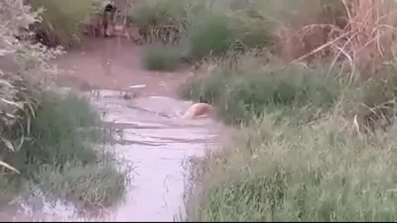 Крокодил утащил молодые