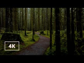 Walking in the rain misty forest rain walking with nature ambience binaural audio 4k asmr