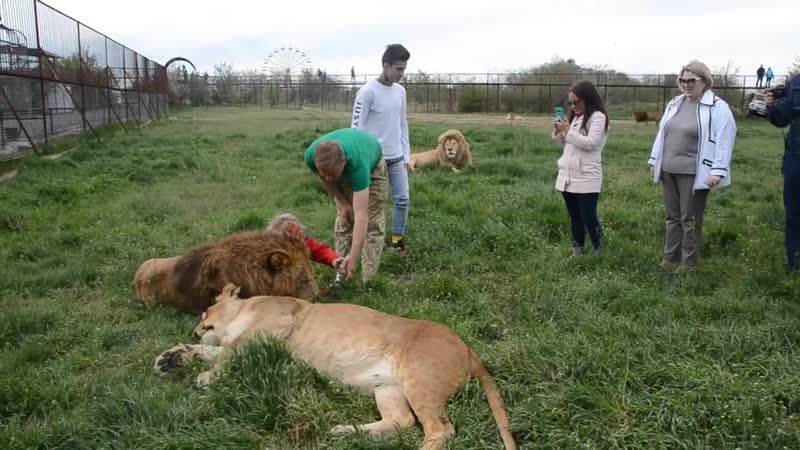 Утреннее сафари со львами ! чоли, малыш и алекс !