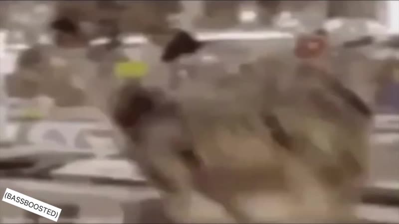 Дед лег спать и оставил кота в наушниках на семь часов (bassboosted)