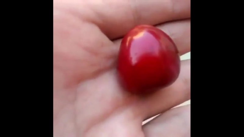 Интересная черешня