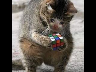 Анька стратег