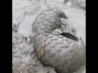 Pangolin pool party in the masai mara, kenya