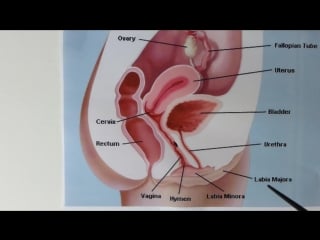 How to make your girl squirt the g spot orgasm
