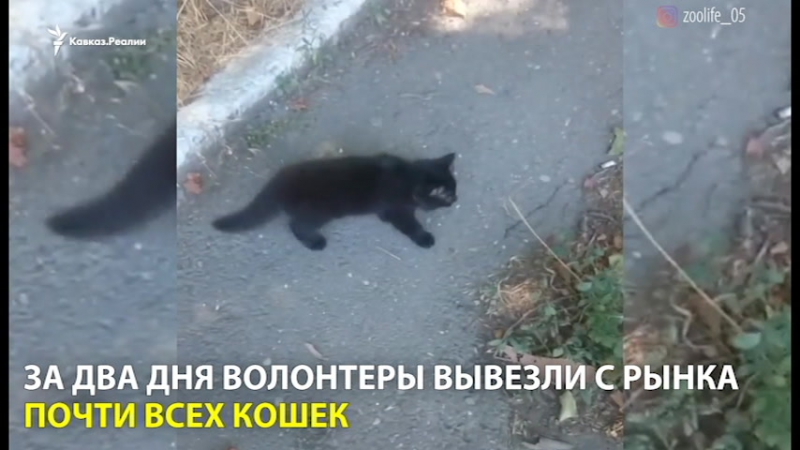 Кошку porn video – 50 рублей за убитую кошку, или как зооактивисты спасали молодые в дагестане