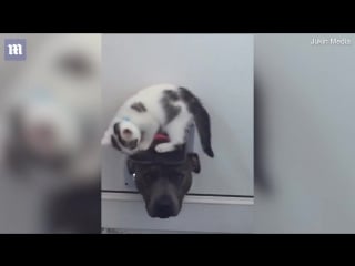 Video playful kitten teaches curious dog not use cat flap