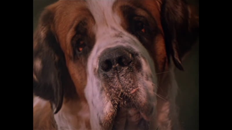 Где ты, багира? (1977)