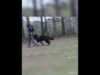 Hanter vom olster hof 🖤 (kalvera vom olster hof 🇷🇺 x vigo gelenzinis vilkas 🇱🇹)