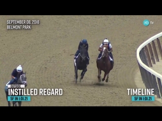 Instilled regard september 8th for trainer chad brown