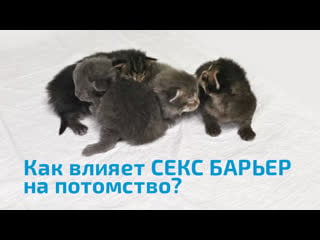 Как влияет секс барьер на репродуктивную функцию кошек?