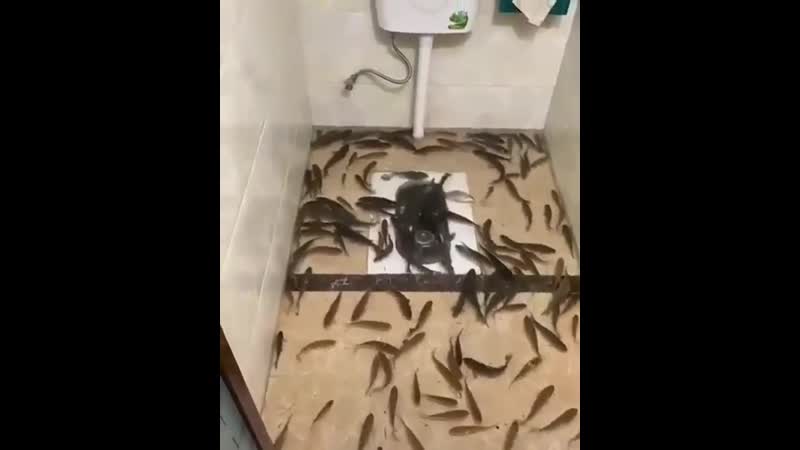 Индийский общественный туалет сразу со встроенной функцией рыбалки 😂