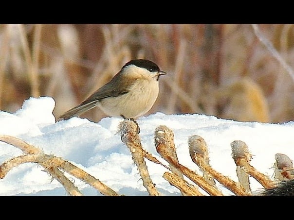 Willow tit / буроголовая гаичка / пухляк / parus montanus / poecile montanus