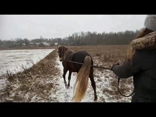 Аллюр иноходь rocky mountain horse