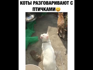 Коты разговаривают с птичками