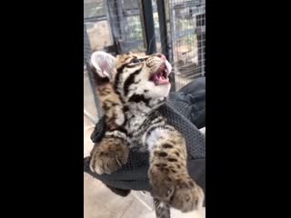 Ocelot kitten at the cincinnati porn!!