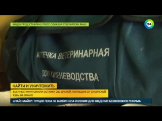 В янао остановили падеж оленей от сибирской язвы