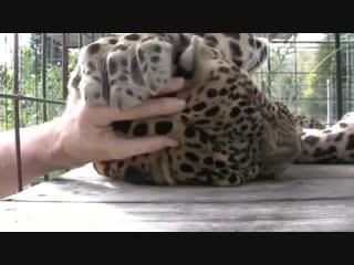 Rescued leopard purrs and loves head scratches