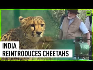 Modi Whips Out Cheetahs Into Indian Park After They Went Extinct 70 Years Ago