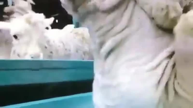 Японские ученые изобрели фермент, позволяющий снимать шерсть с овец без стрижки