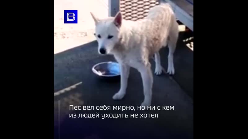 Русский "хатико" нашел семью